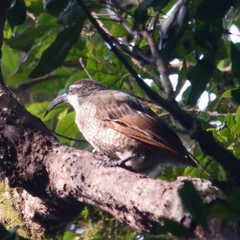 Ptiloris paradiseus