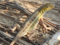 Holbrookia propinqua