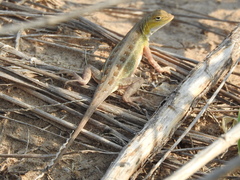 Holbrookia propinqua