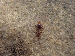 Embolemidae