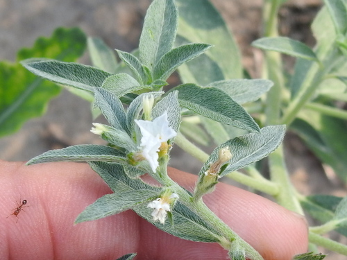 Coastal plain heliotrope (Euploca racemosa)