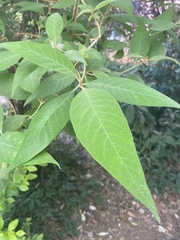 Callicarpa formosana