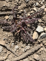 Pedicularis semibarbata charlestonensis
