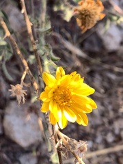 Heterotheca marginata