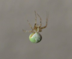 Araneus detrimentosus