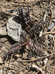 Pedicularis semibarbata charlestonensis