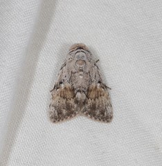Barasa cymatistis