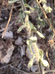 Heterotheca marginata