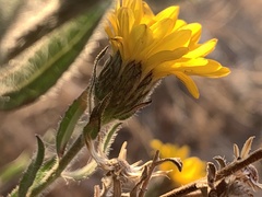 Heterotheca marginata