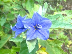 Solanum houstonii