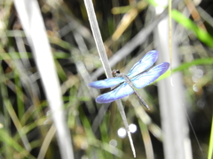 Zenithoptera lanei