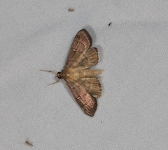 Pramadea lunalis
