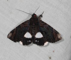 Catephia linteola