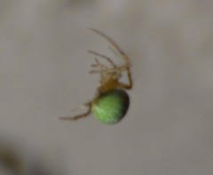 Araneus detrimentosus