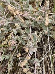 Atriplex watsonii