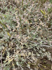 Atriplex watsonii