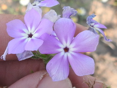 Phlox glabriflora