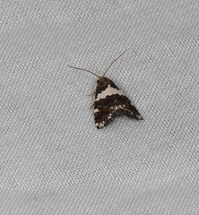 Epopsima fasciolata