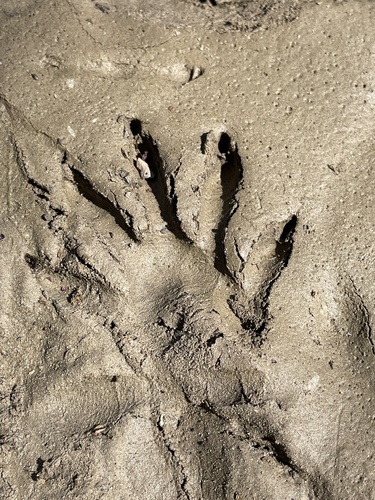 Raccoon Tracks – NatureTracking