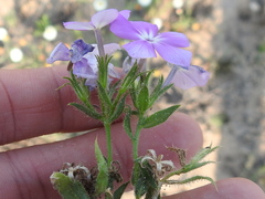 Phlox glabriflora