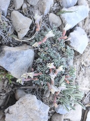 Astragalus calycosus calycosus