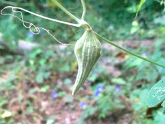 Schizocarpum palmeri