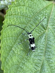 Paraglenea fortunei