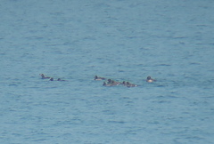 Melanitta stejnegeri