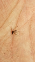Aedes trivittatus