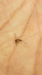 Aedes trivittatus
