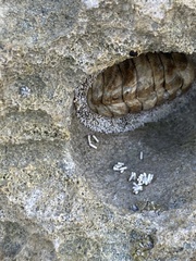 Acanthopleura