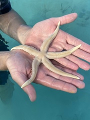 Acanthopleura