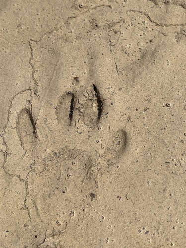 Raccoon Tracks – NatureTracking