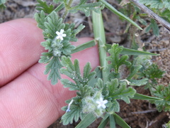 Glandularia quadrangulata