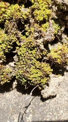 Hymenoloma crispulum