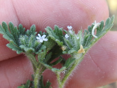 Glandularia quadrangulata