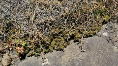 Hymenoloma crispulum