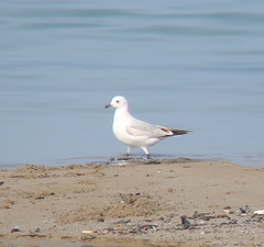 Ichthyaetus relictus