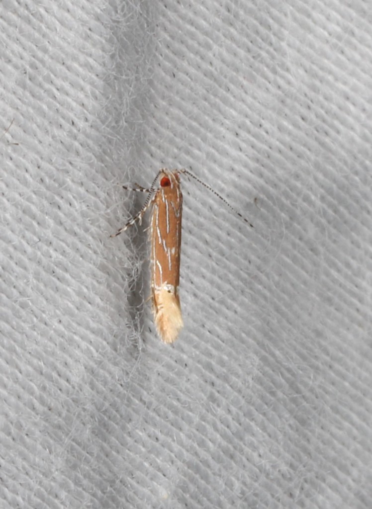 Labdia schismatias