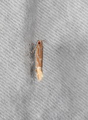 Labdia schismatias