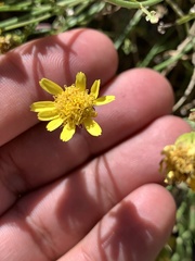 Perityle gilensis gilensis