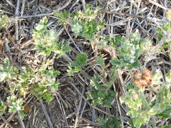 Glandularia quadrangulata