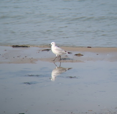 Ichthyaetus relictus