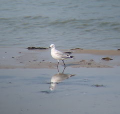 Ichthyaetus relictus