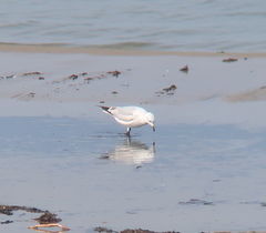 Ichthyaetus relictus