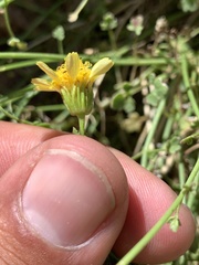 Perityle gilensis gilensis