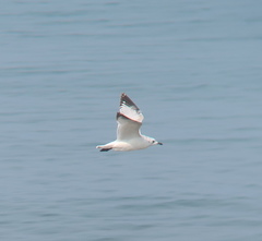 Ichthyaetus relictus