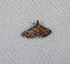 Metasia polytima