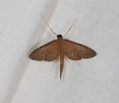 Hymenoptychis sordida