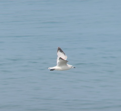 Ichthyaetus relictus